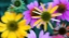 Picture of COLORFUL BOUQUET III
