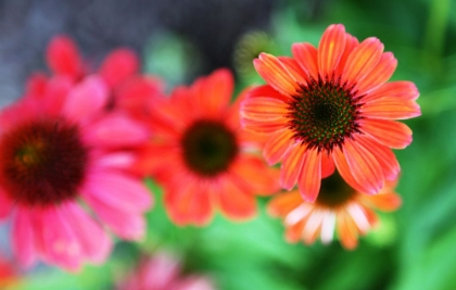 Picture of RED DAISIES I