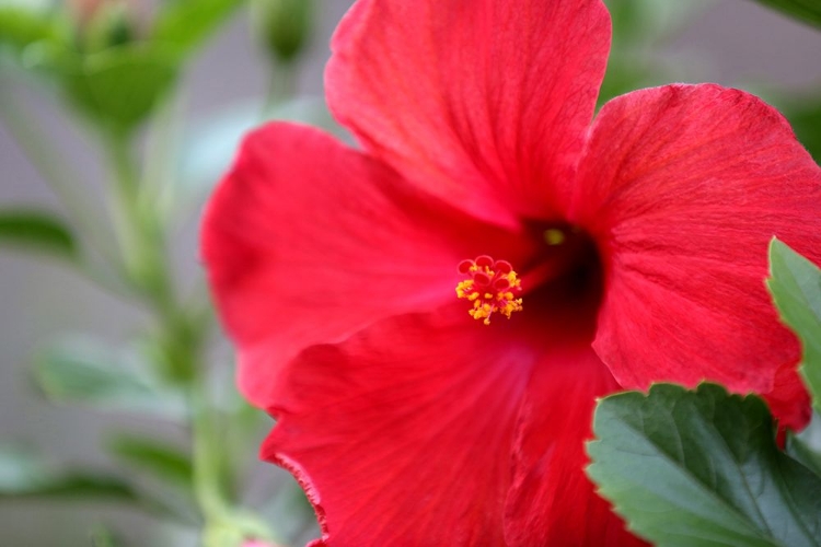 Picture of RED HIBISCUS