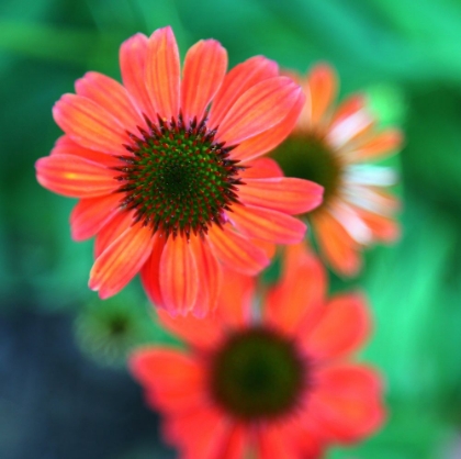 Picture of RED DAISIES II