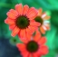 Picture of RED DAISIES II