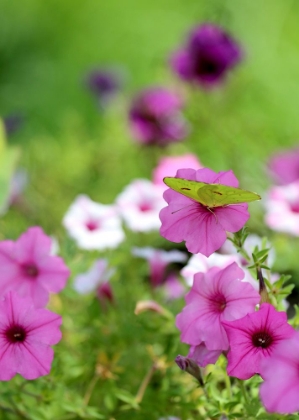 Picture of PURPLE AND WHITE PETUNIAS