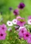 Picture of PURPLE AND WHITE PETUNIAS