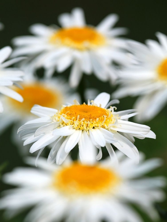 Picture of WHITE DAISIES
