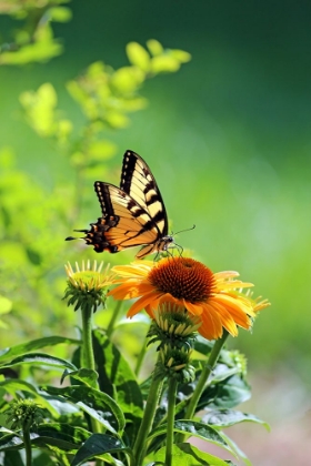 Picture of EASTERN TIGER SWALLOWTAIL