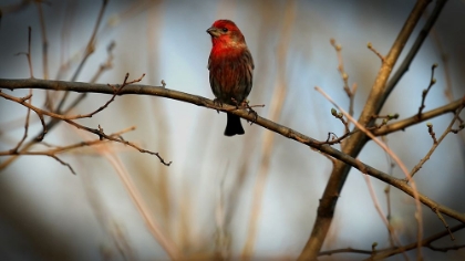 Picture of HOUSE FINCH