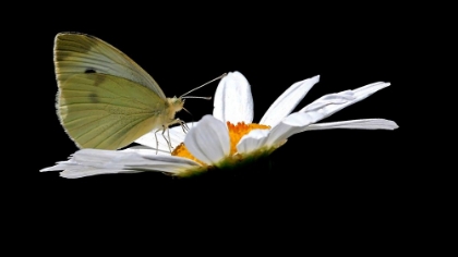 Picture of CABBAGE WHITE