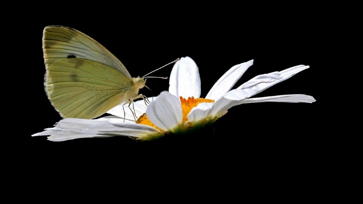 Picture of CABBAGE WHITE