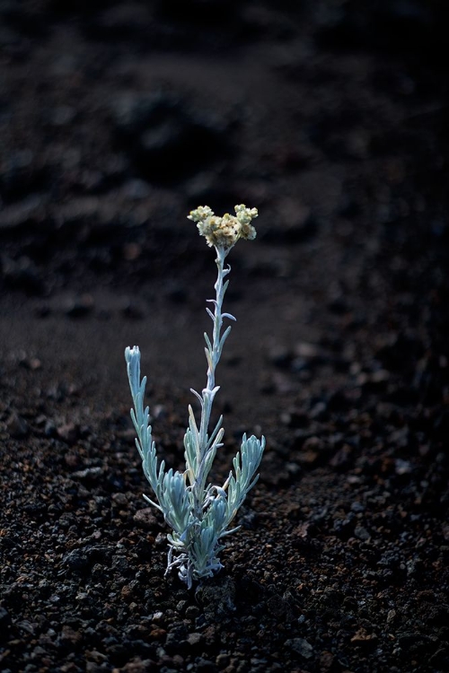 Picture of HAWAII FLOWER C