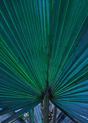 Picture of HAWAII PALM