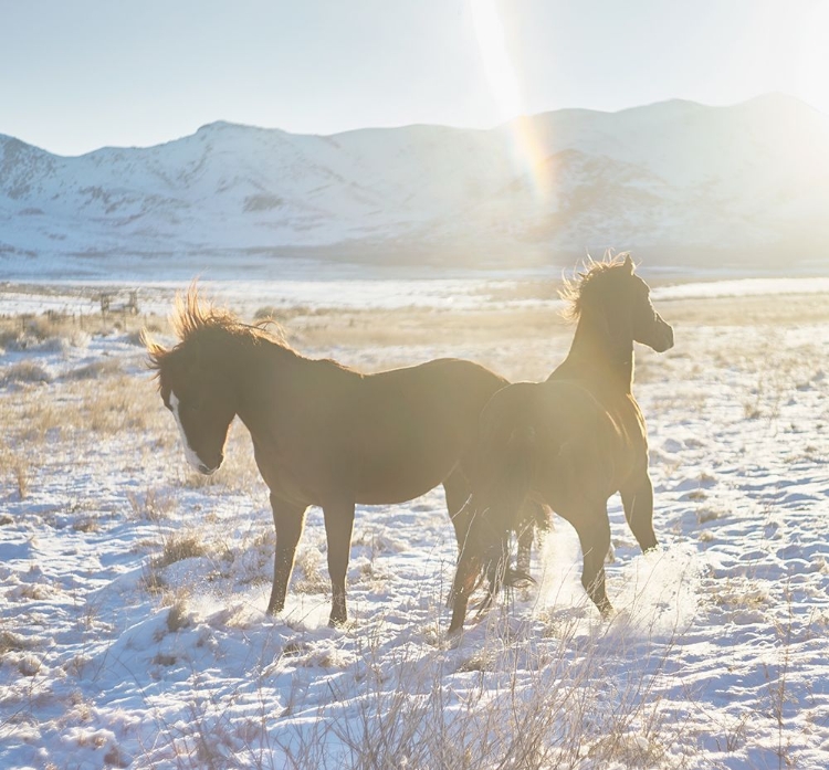 Picture of HORSE FORT RANCH 4