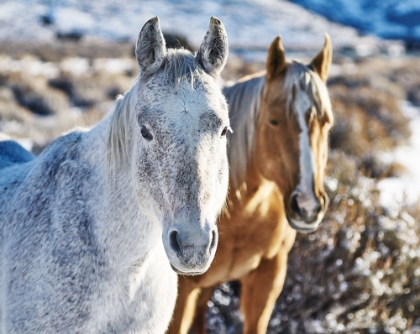 Picture of HORSE FORT RANCH 6