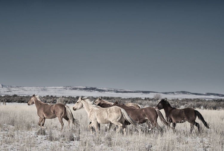 Picture of HORSE FORT RANCH 11