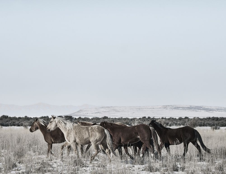 Picture of HORSE FORT RANCH 12