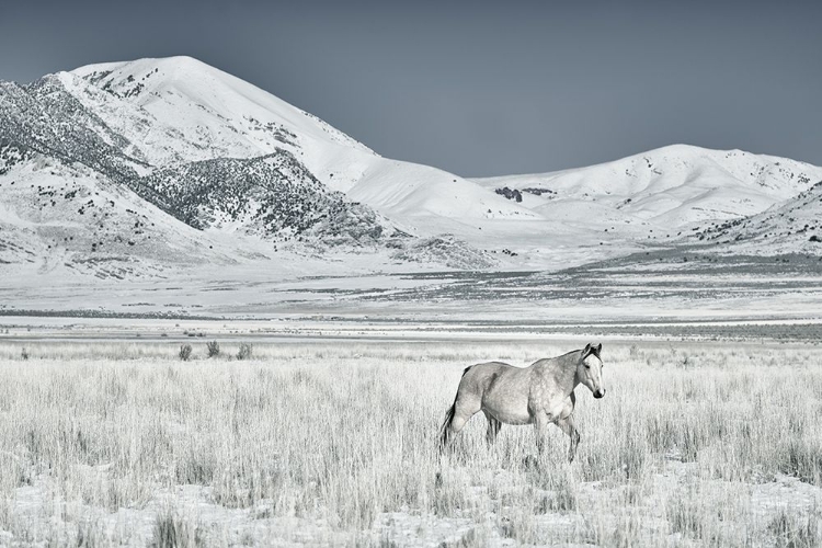 Picture of HORSE FORT RANCH 13