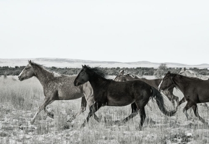 Picture of HORSE FORT RANCH 14