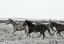 Picture of HORSE FORT RANCH 14