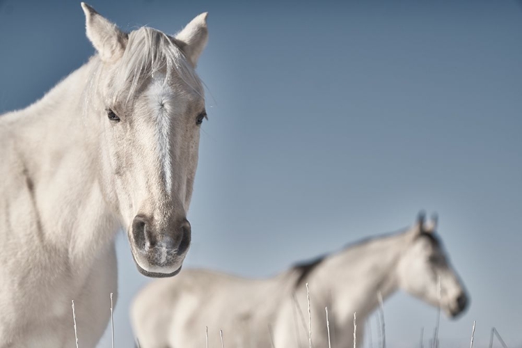 Picture of HORSE FORT RANCH 16