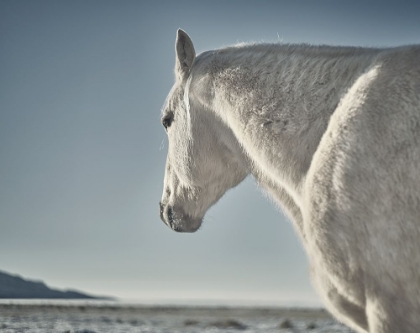 Picture of HORSE FORT RANCH 17