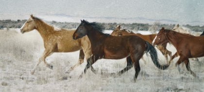 Picture of HORSE FORT RANCH 20