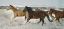 Picture of HORSE FORT RANCH 20