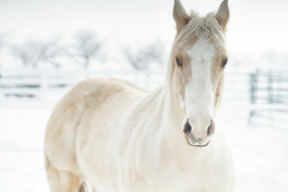 Picture of HORSE MENDON WHITE