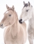Picture of HORSE RED WINTER