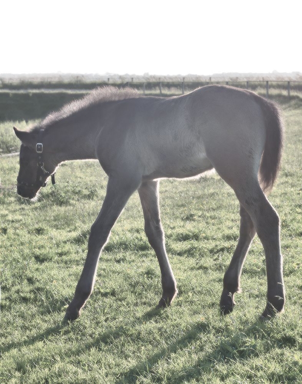 Picture of SCHAGEN HORSE