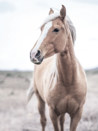 Picture of WESTERN BLONDE