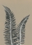 Picture of GREY FERN 1