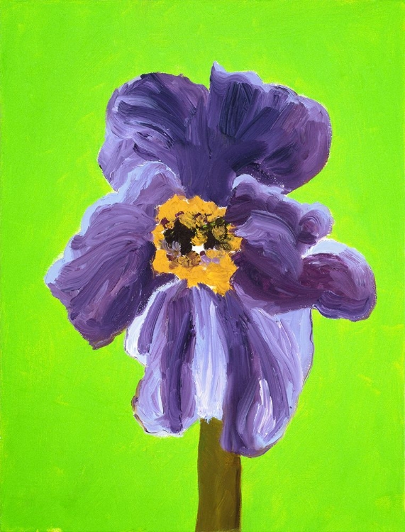 Picture of PURPLE POPPY