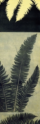 Picture of INDIGO FERN