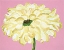 Picture of WHITE FLOWER ON PINK