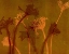 Picture of UNTITLED