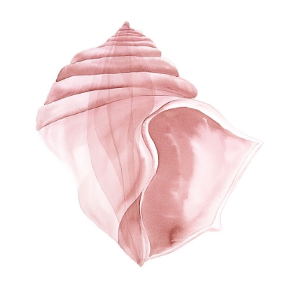 Picture of PINK SEASHELLS