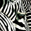 Picture of DO ZEBRAS DREAM IN COLOR