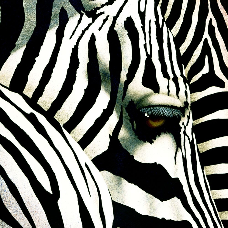 Picture of DO ZEBRAS DREAM IN COLOR