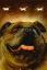 Picture of BULL DOG BRUNCH