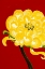 Picture of YELLOW CHRYSANTHEMUM