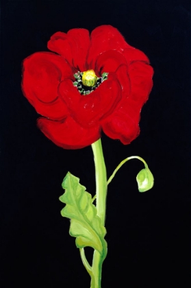 Picture of RED POPPY