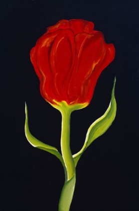 Picture of RED TULIP