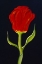 Picture of RED TULIP