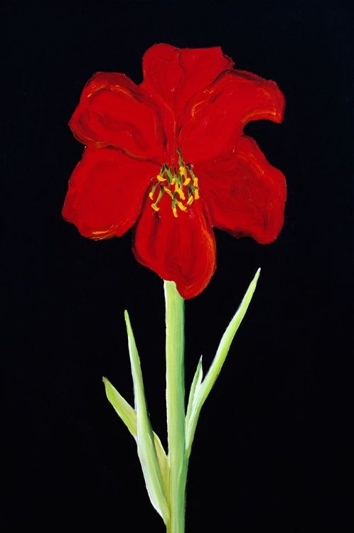 Picture of AMARYLLIS