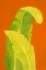 Picture of LIFE IN THE TROPICS III