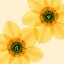 Picture of DELICATE I