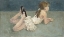 Picture of LITTLE BALLERINA