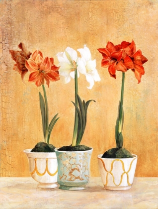 Picture of AMARYLLIS IN POTS