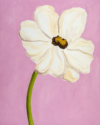 Picture of WHITE COSMOS ON PINK