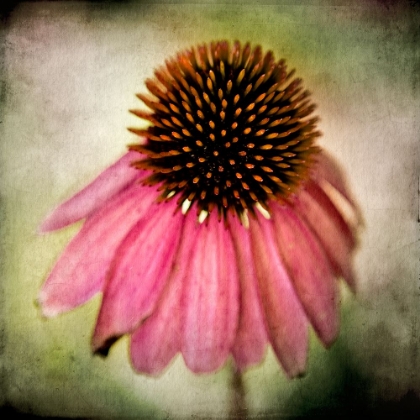 Picture of ECHINACEA