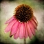 Picture of ECHINACEA